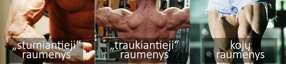 Split treniruociu sistema raumenys