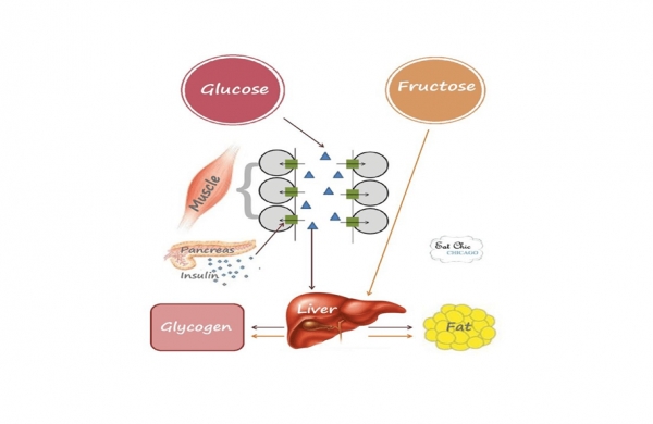 Fruktozė trukdo riebalų deginimui
